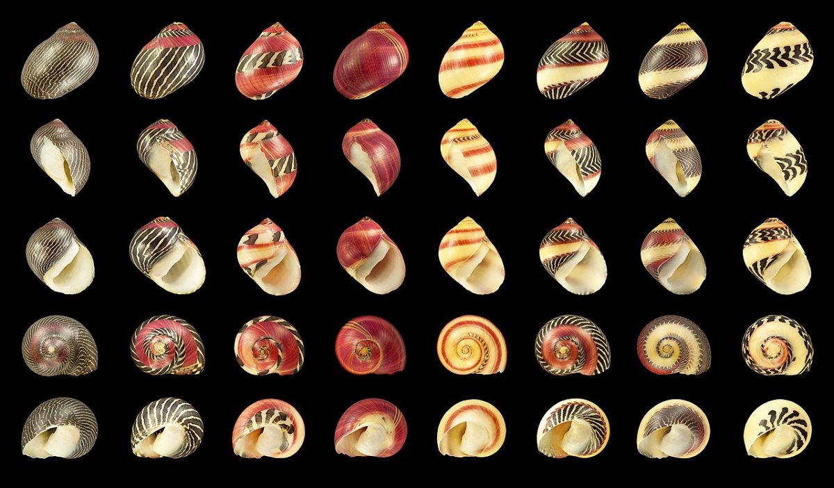 Ракушка нерита