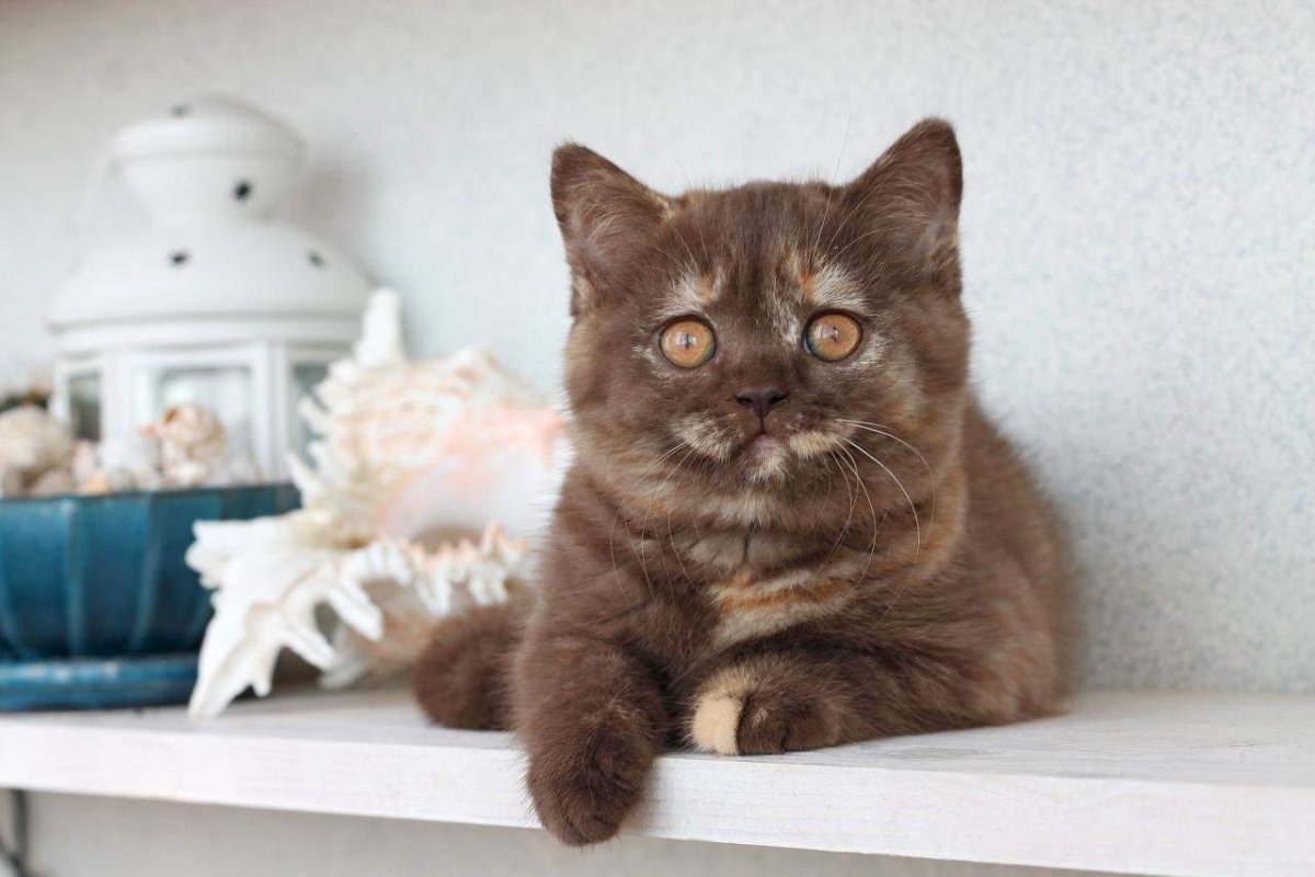 Британская короткошёрстная кошка циннамон