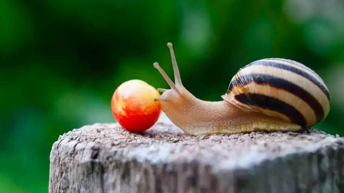 Садовая цепея Лесная улитка