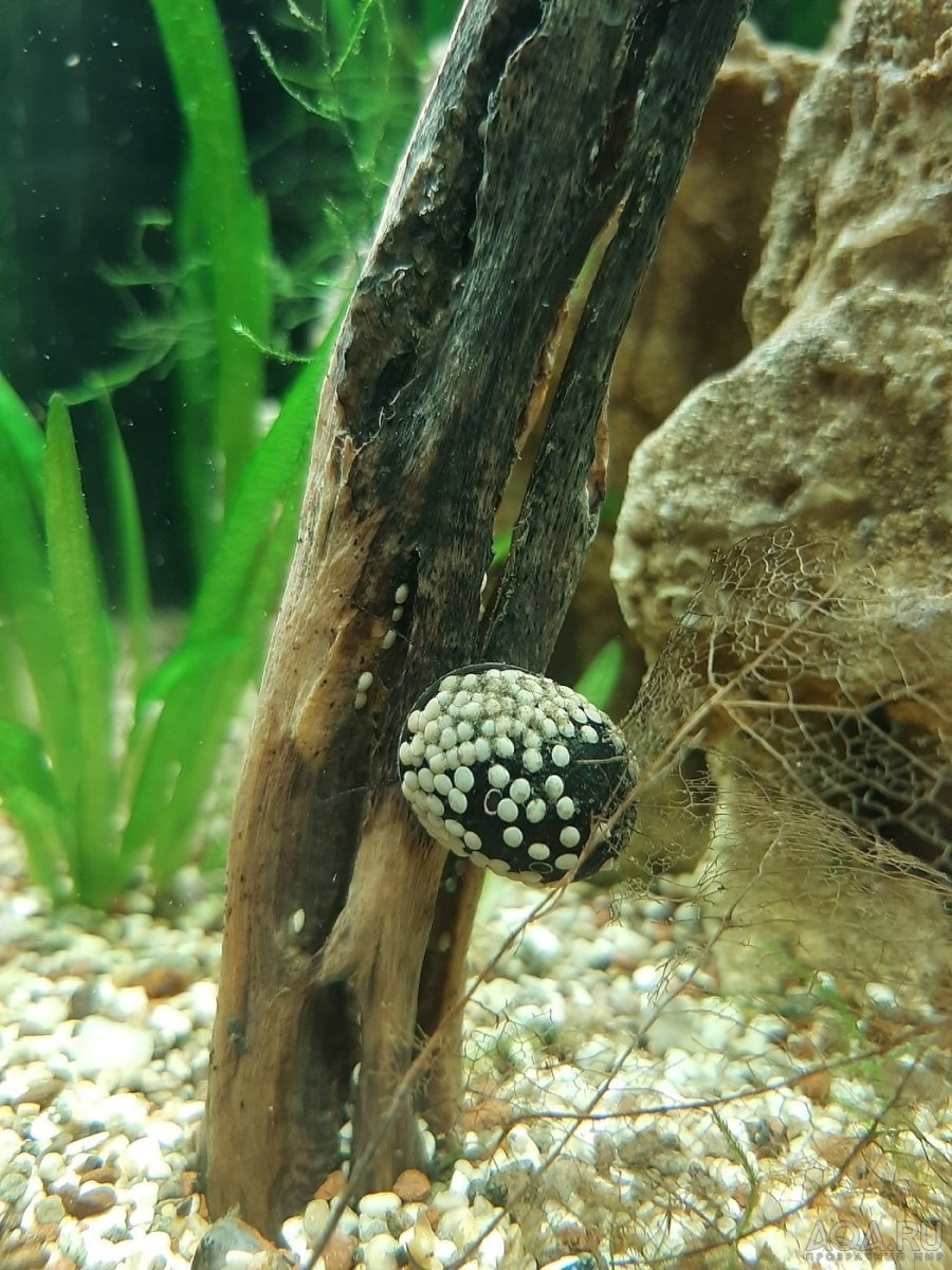 Теодоксус икра