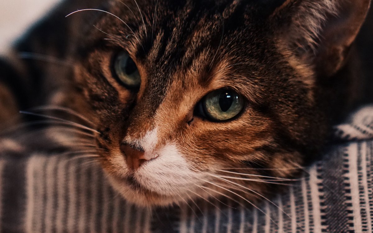 Коричневый кот