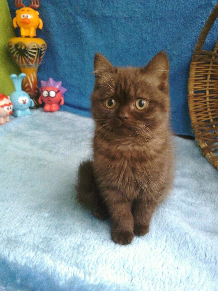 Шотландский скоттиш страйт шоколадный