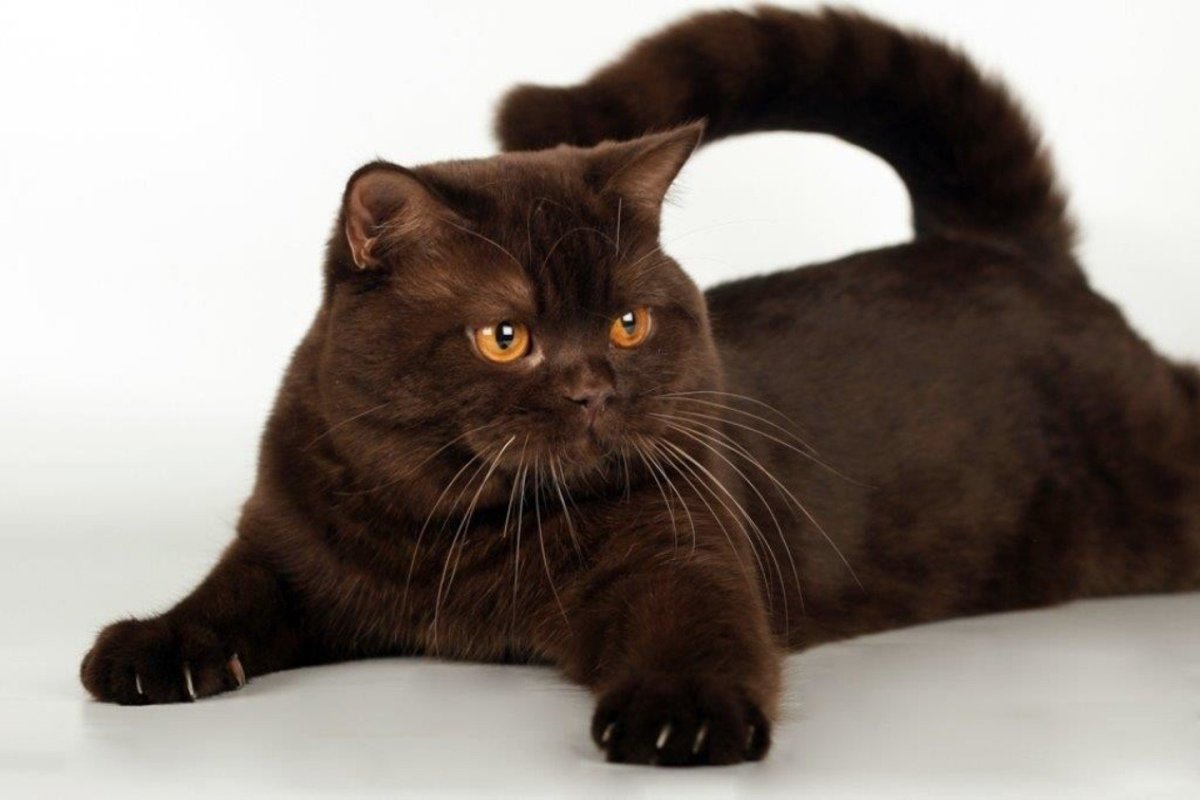 Британская кошка короткошерстная темно шоколадного