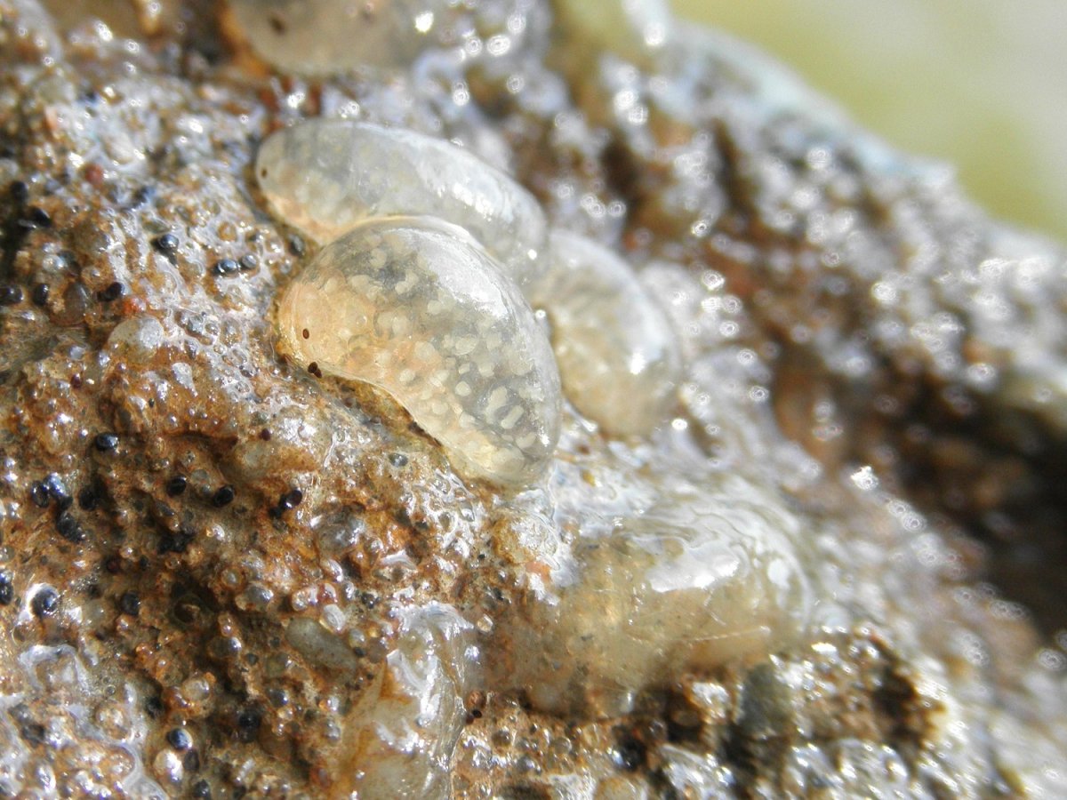 Пузырчатая улитка