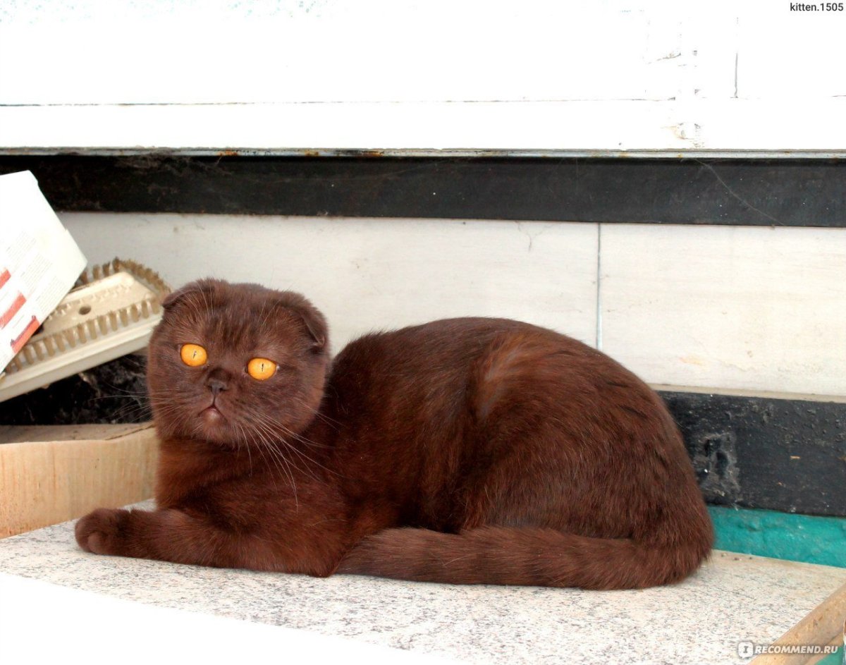 Шотландский шоколадный кот скоттиш фолд