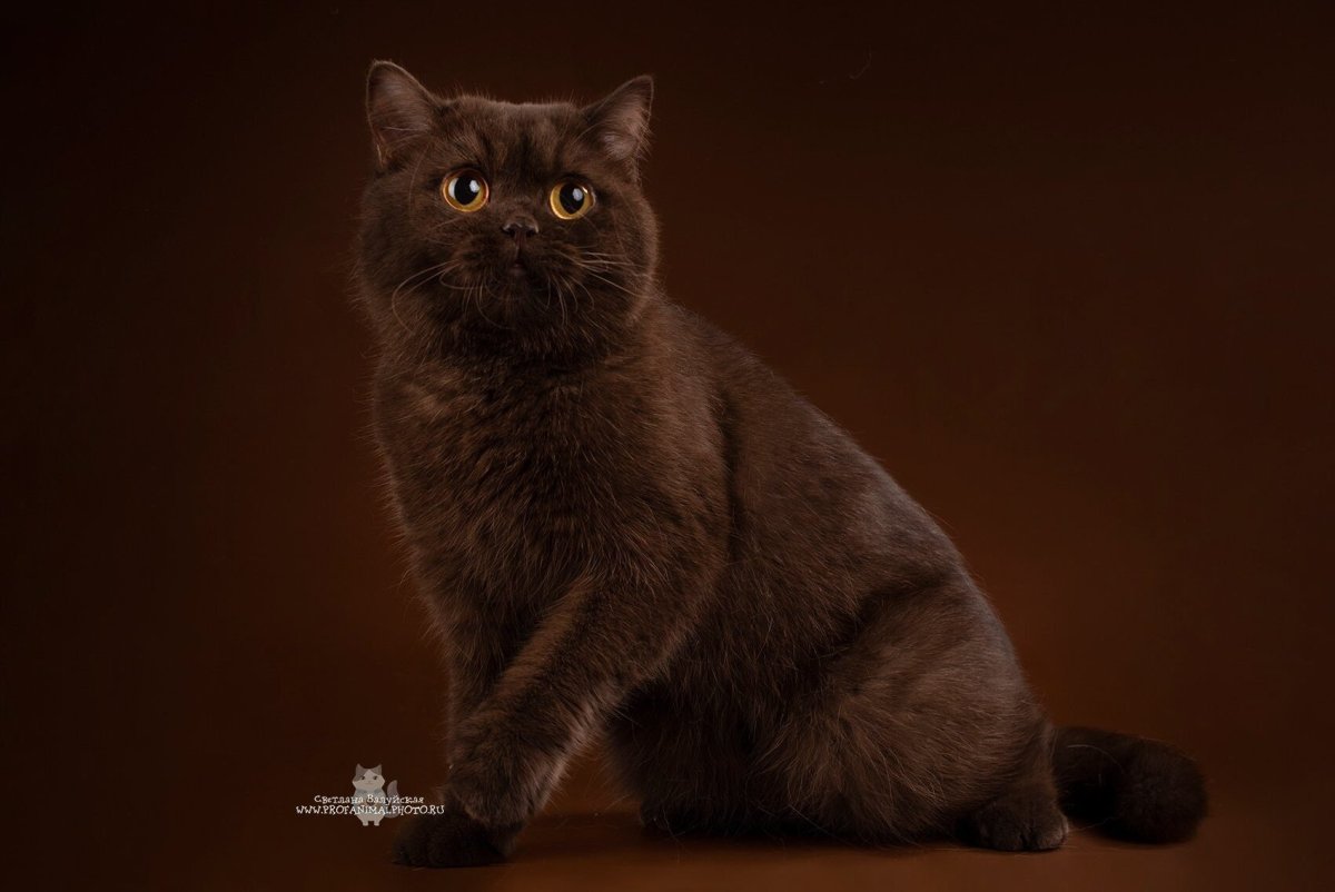 Британская короткошёрстная кошка циннамон