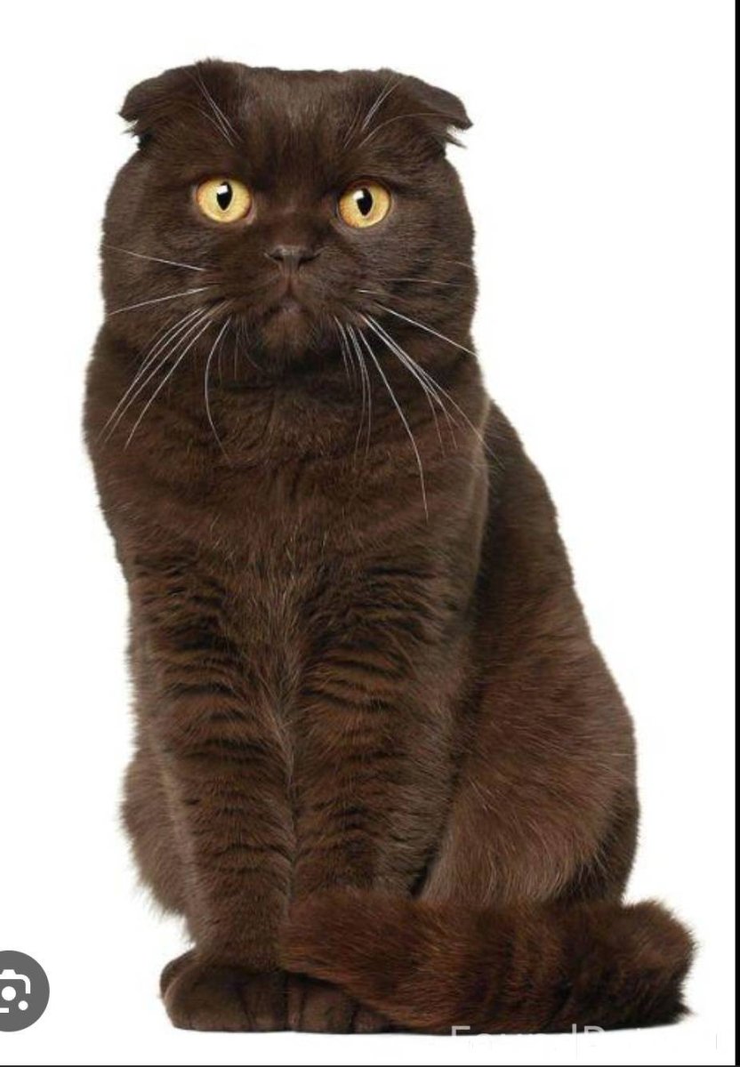 Шотландская вислоухая кошка шоколадная
