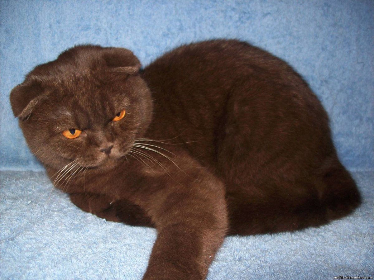 Шотландский скоттиш фолд вислоухий шоколадный