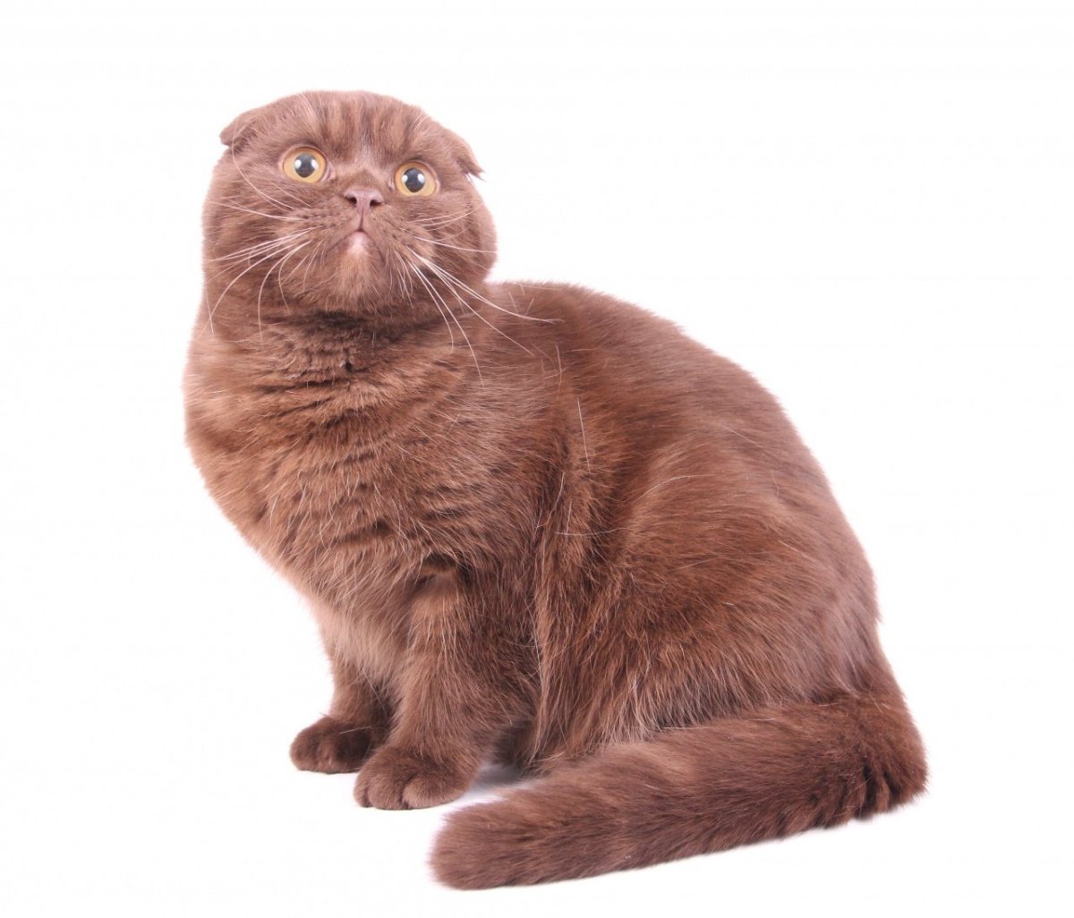 Шотландская вислоухая циннамон