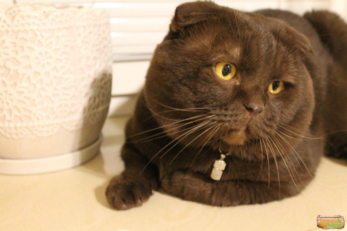 Кот шотландец вислоухий шоколад