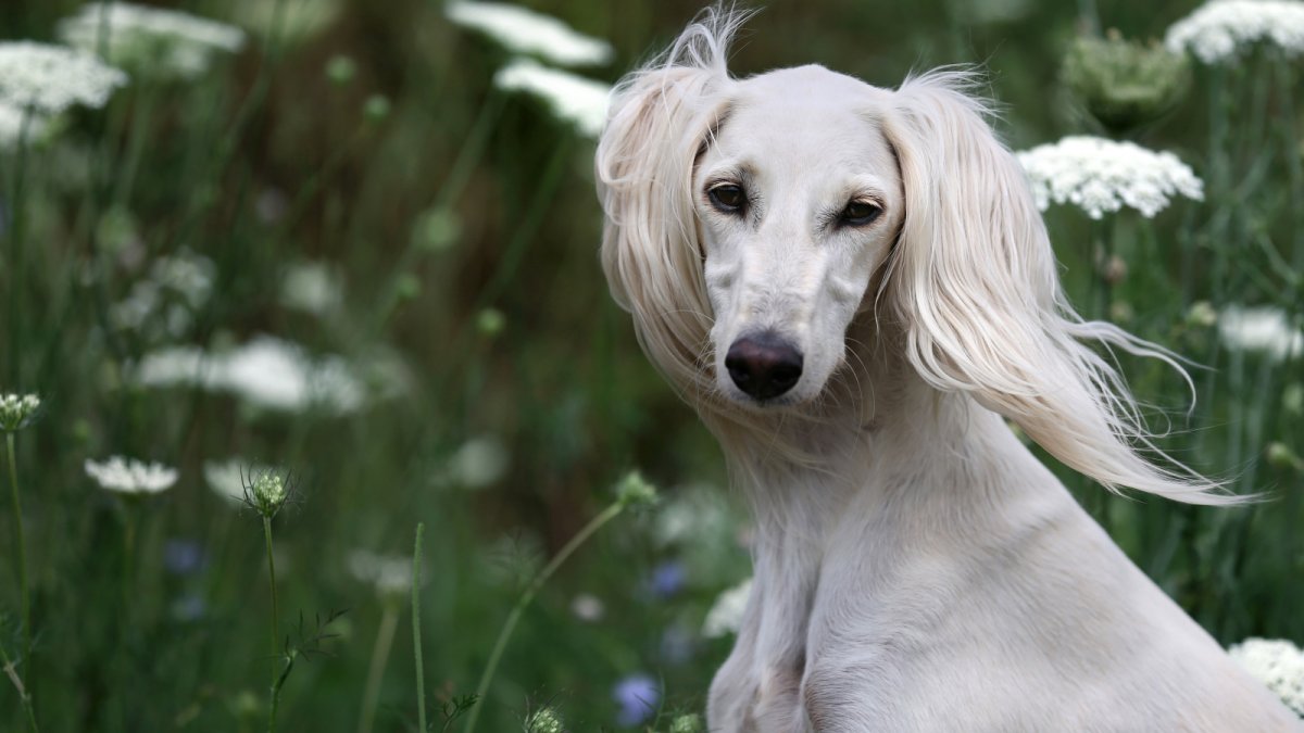 Салюки собака