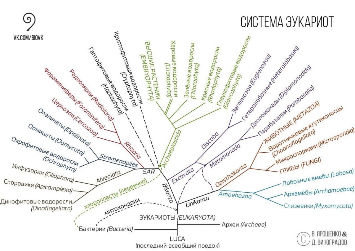 Филогенетическое Древо органического мира