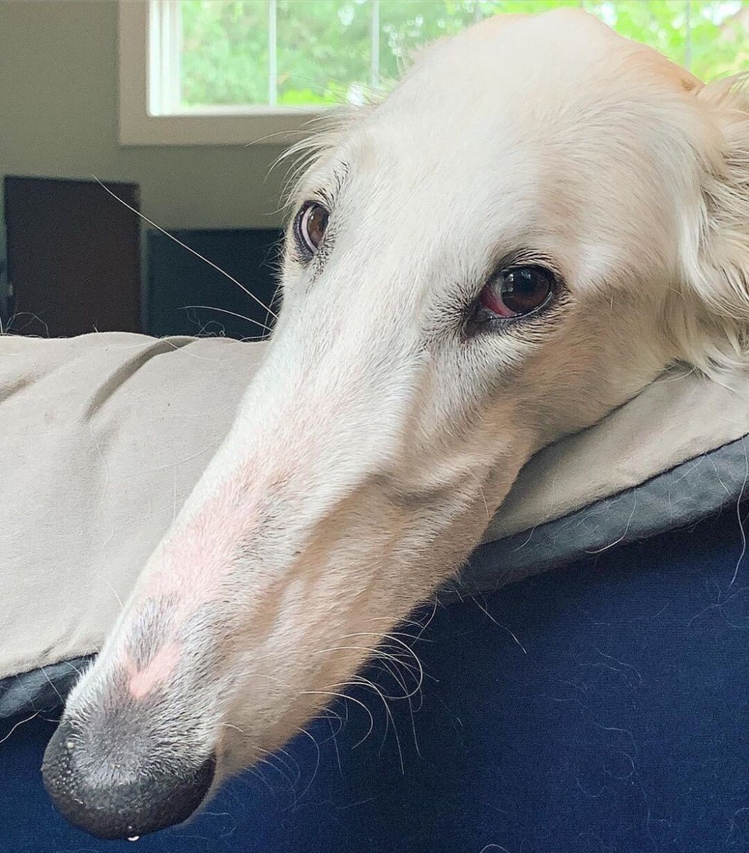 Борзая Эрис собака