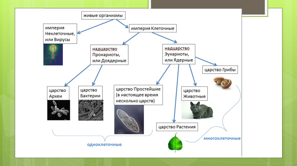 Классификация живых организмов 5 класс биология