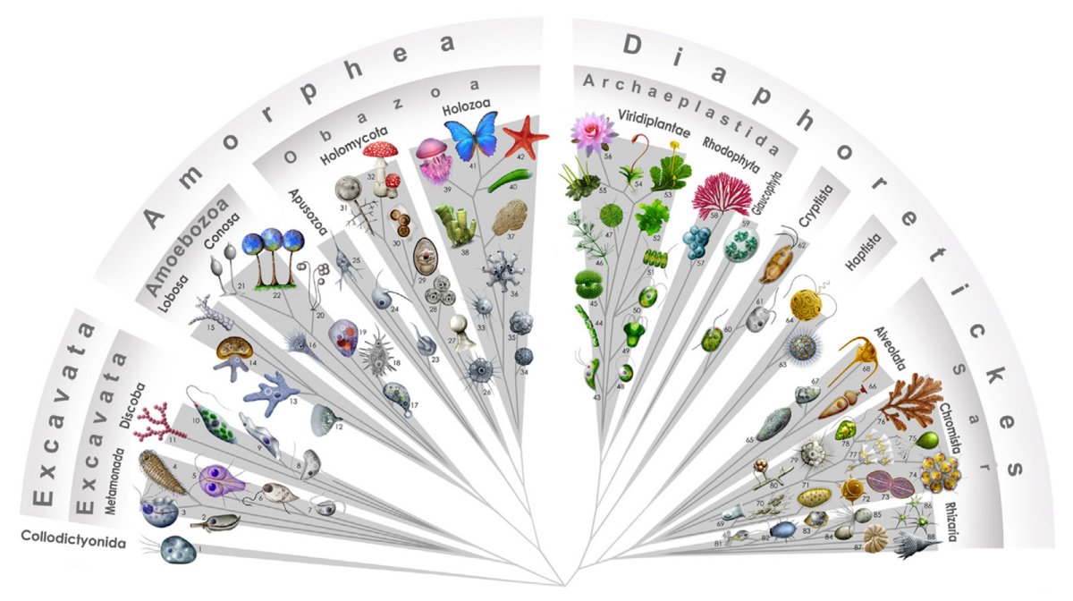 Современное филогенетическое Древо эукариот