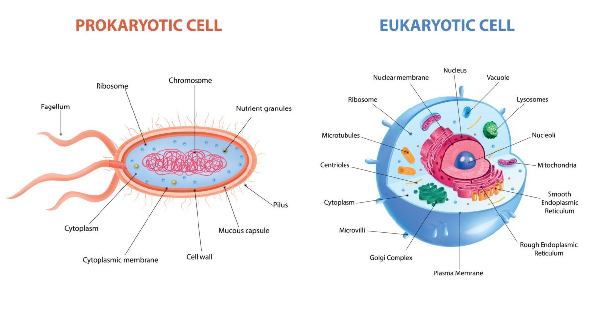 Prokaryotic and eukaryotic Cells