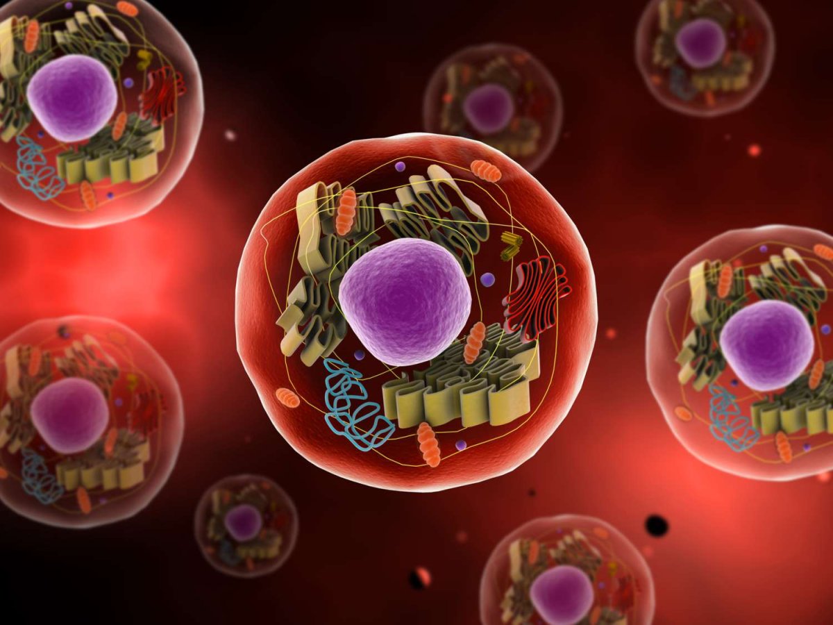 Клетка биология