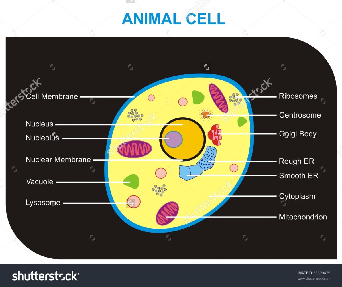 Animal Cell diagram