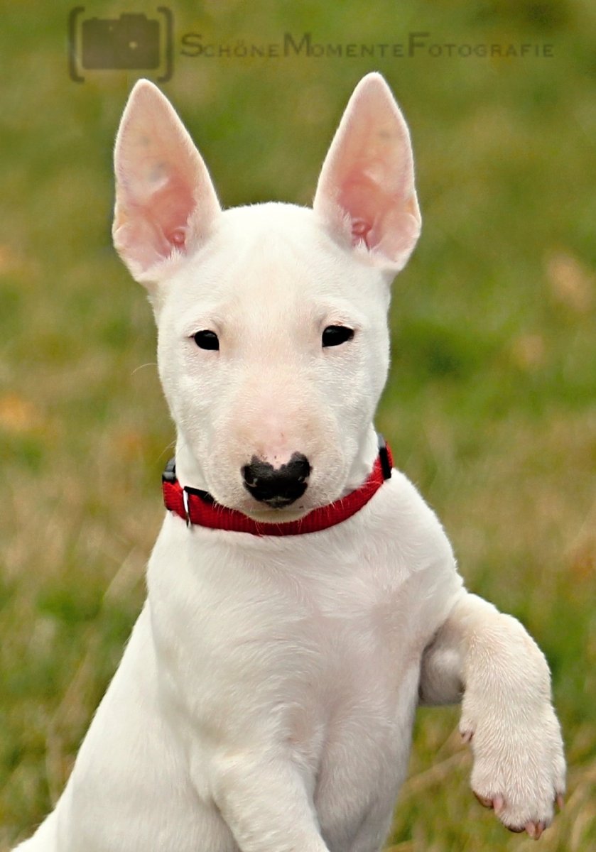 Бультерьер снап