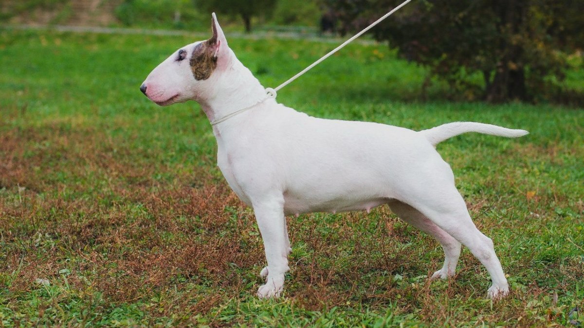 Бойцовский бультерьер