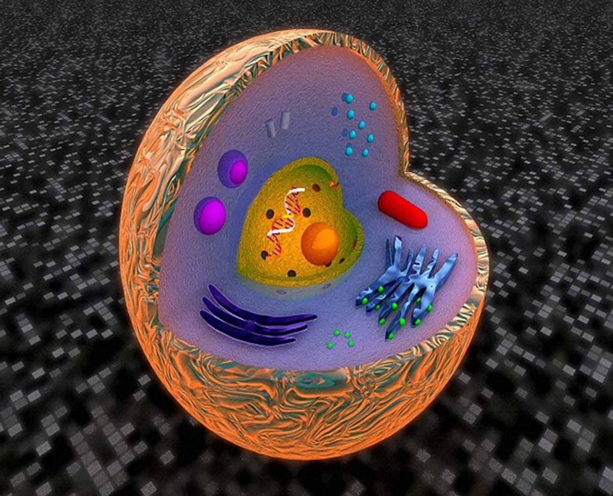Строение эукариотической клетки 3д