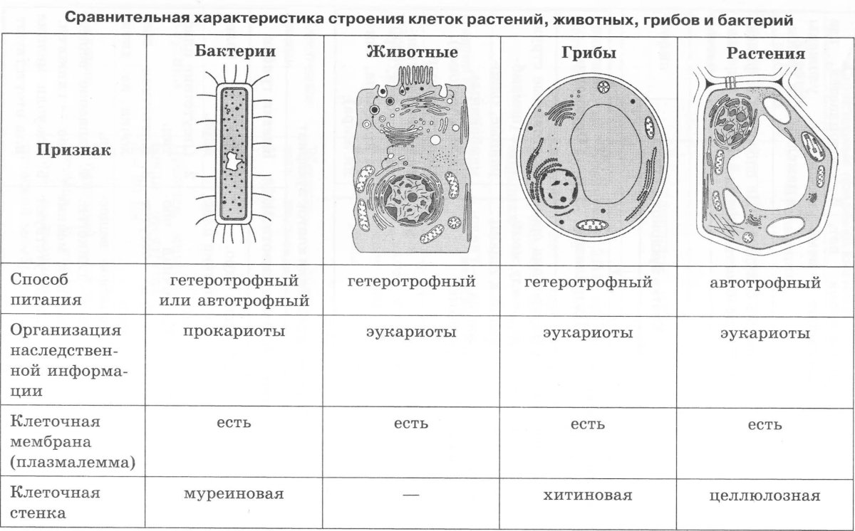 Строение клетки эукариотической клетки