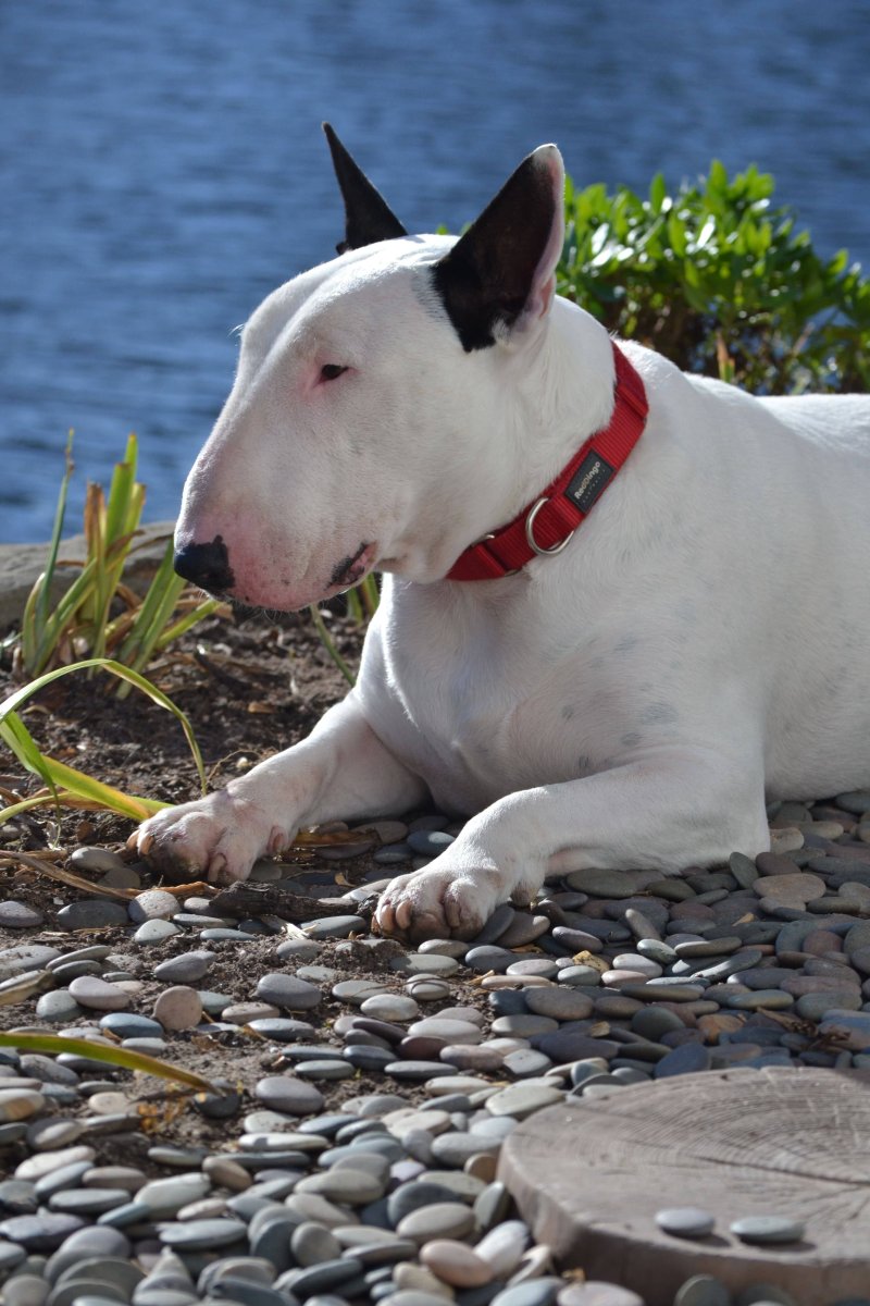 Бультерьер терьеры