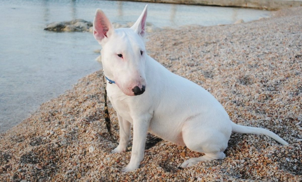 Бультерьер белый