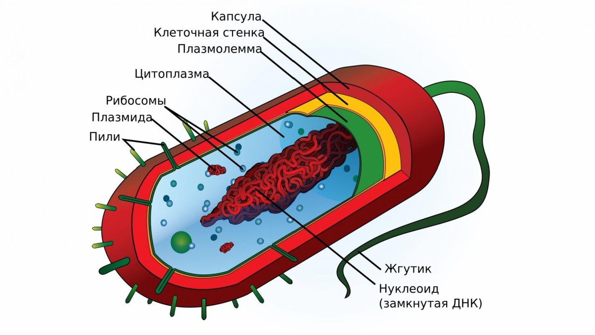 Строение прокариотической клетки микробиология