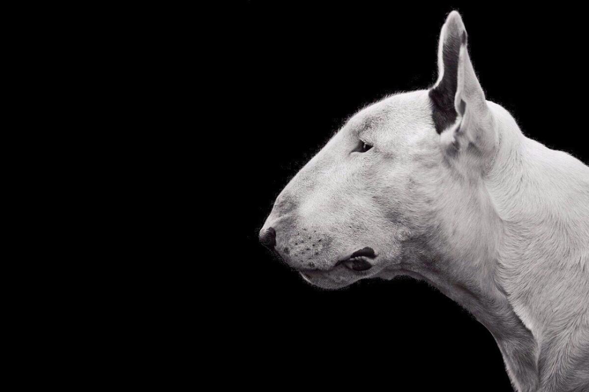 Бультерьер Бойцовый