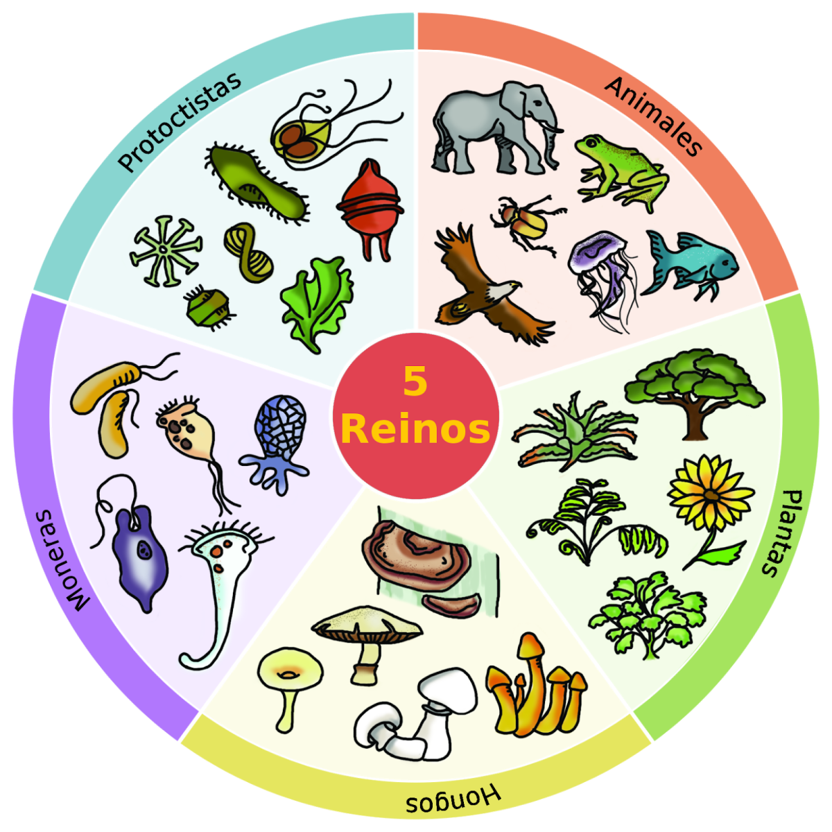 Биология иллюстрации