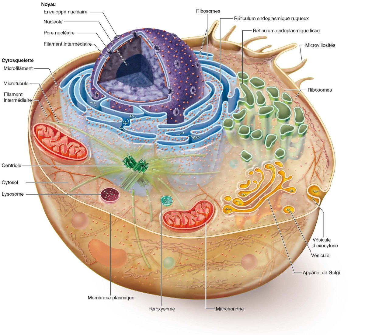 Человеческая клетка