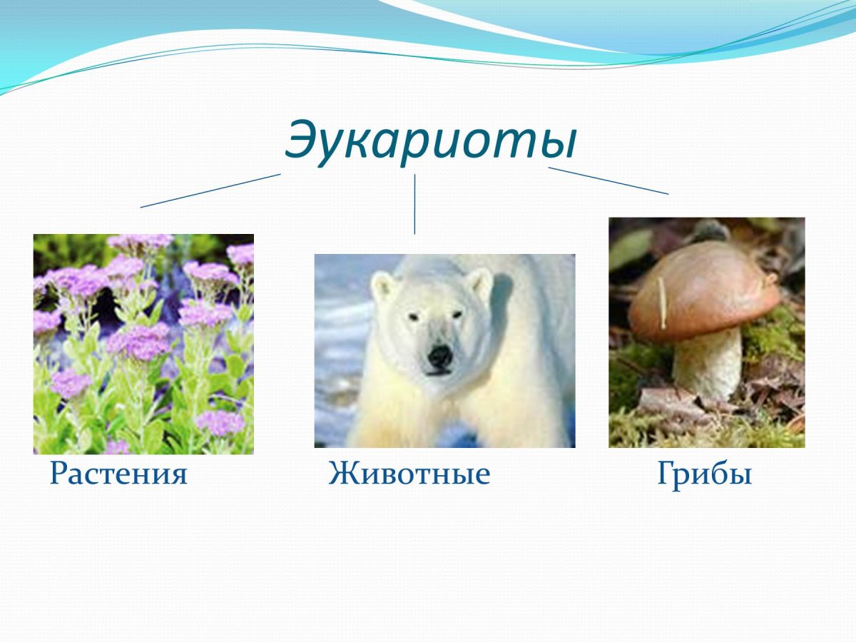 Эукариоты растения и животные