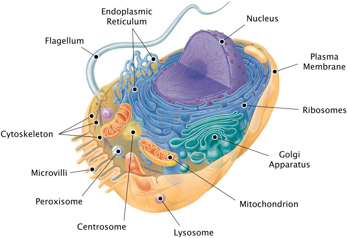 Cell structure