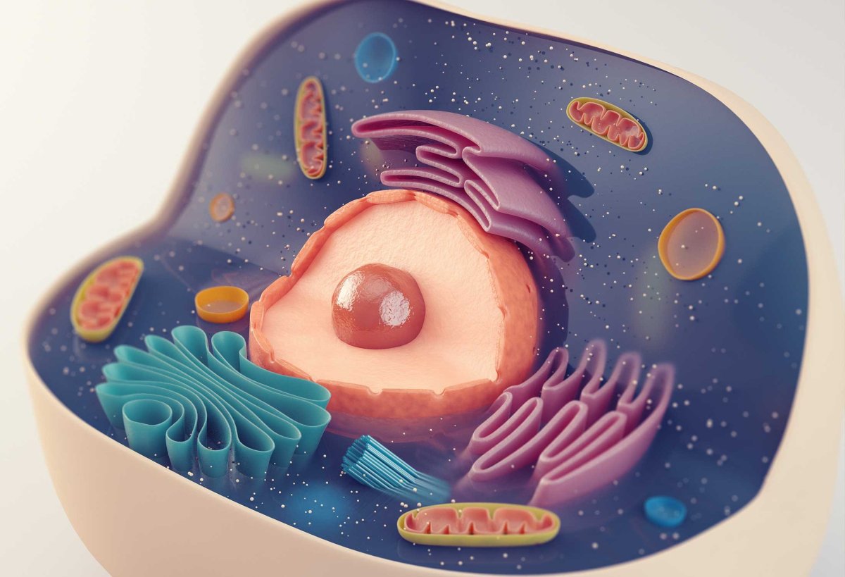 Клетка биология