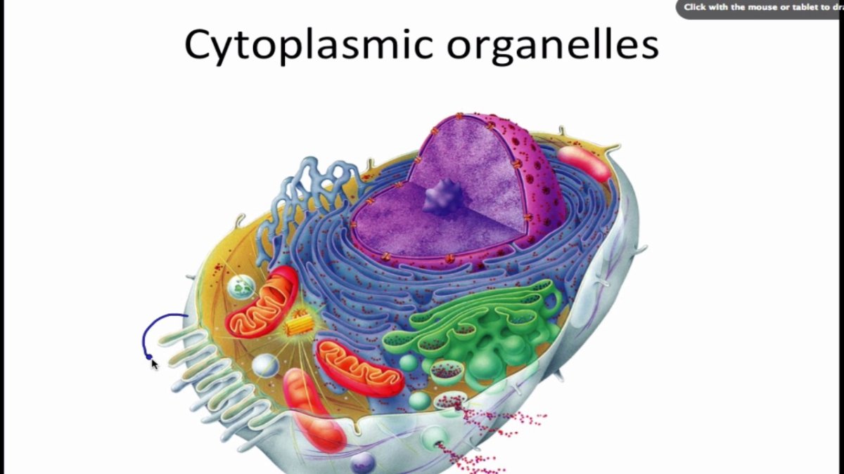Строение клетки эукариот схема
