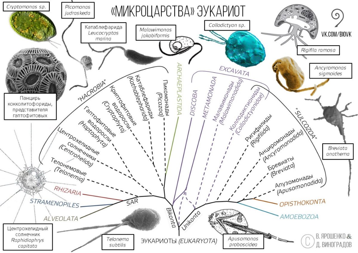 Современная классификация эукариот