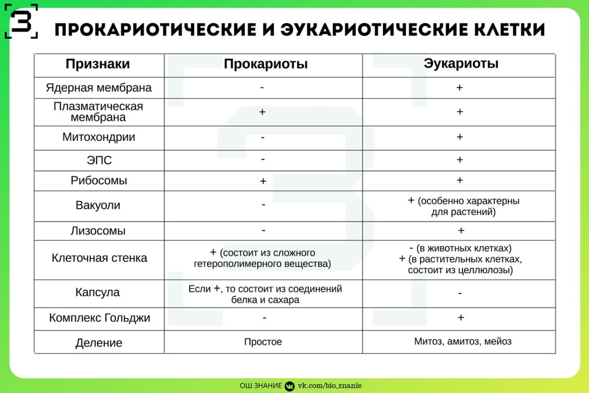 Отличия эукариот от прокариот таблица микробиология