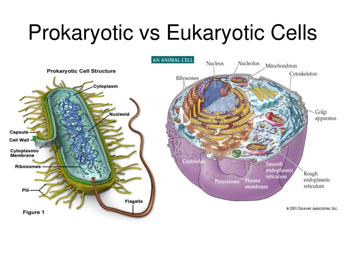 Prokaryotic and eukaryotic Cells