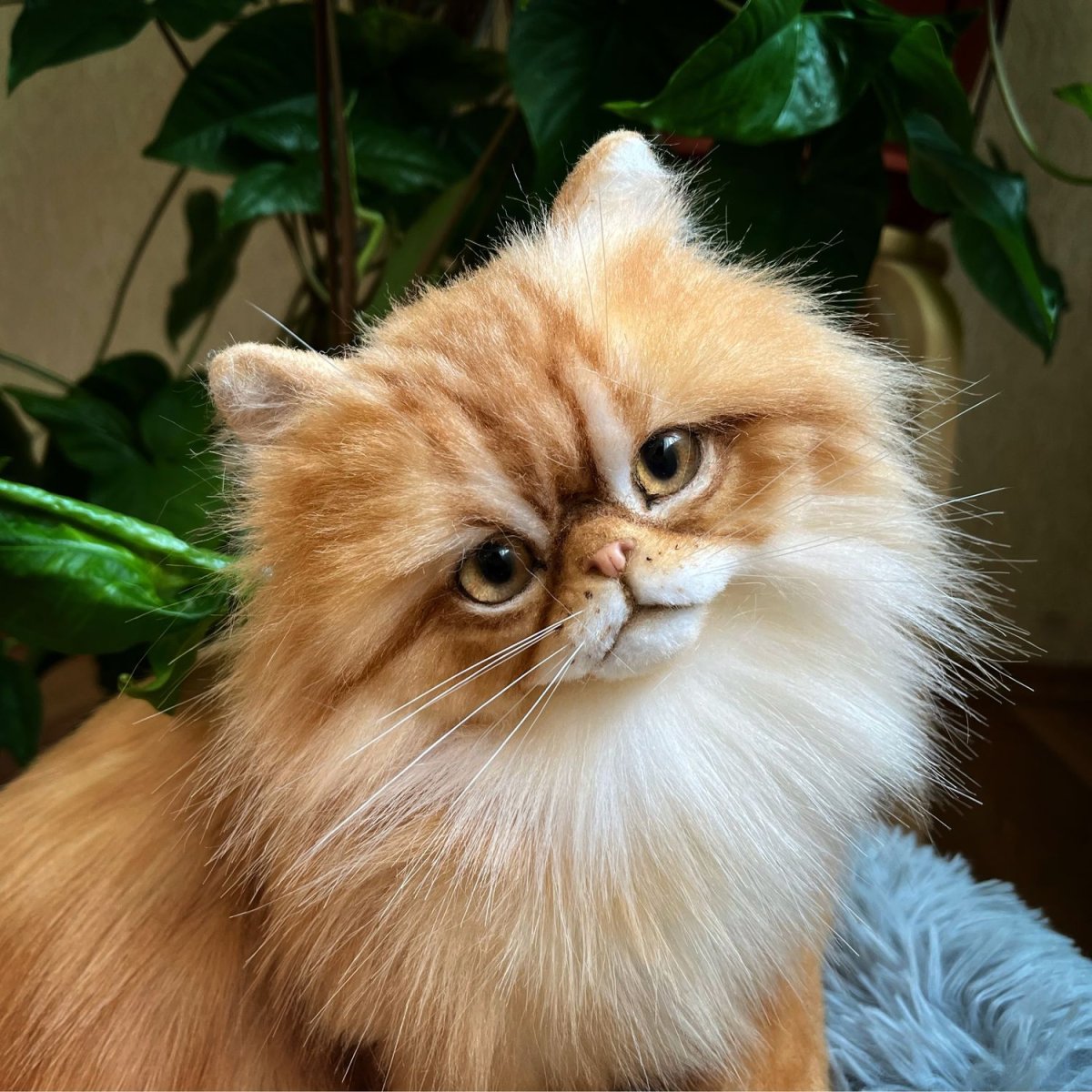 Купить кота в Донецке