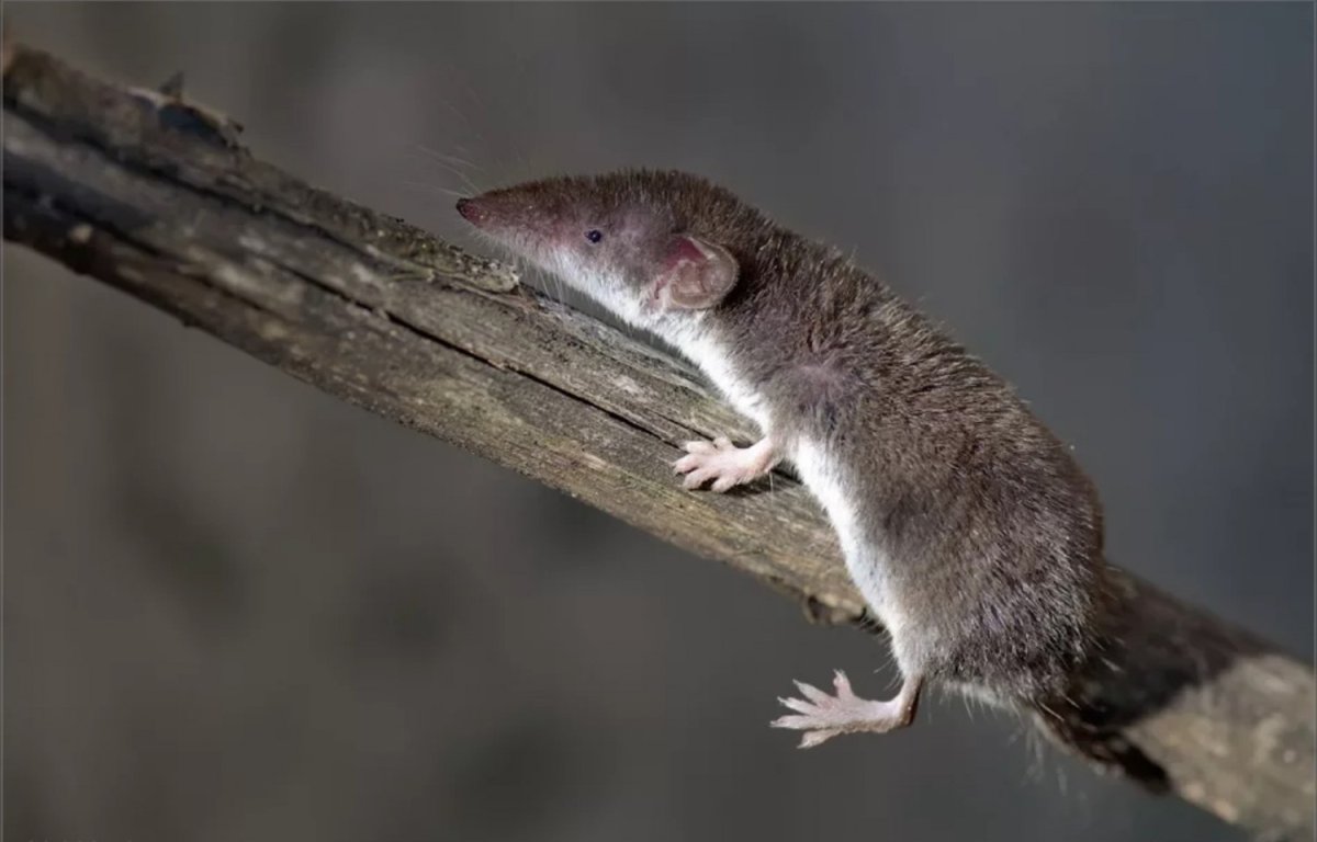 Бурозубка крошечная (Sorex minutissimus)