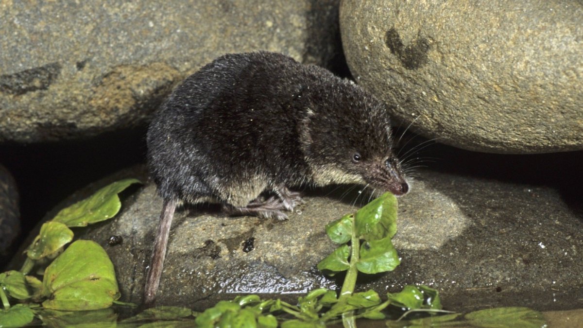 Этрусская землеройка