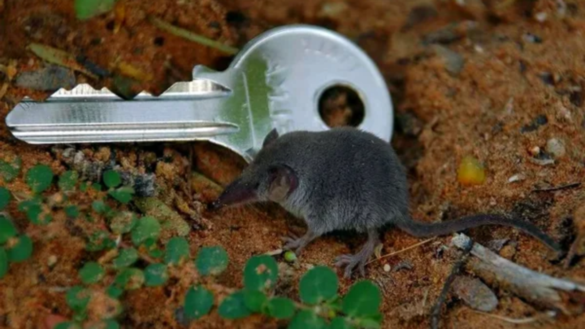 Землеройка многозубка