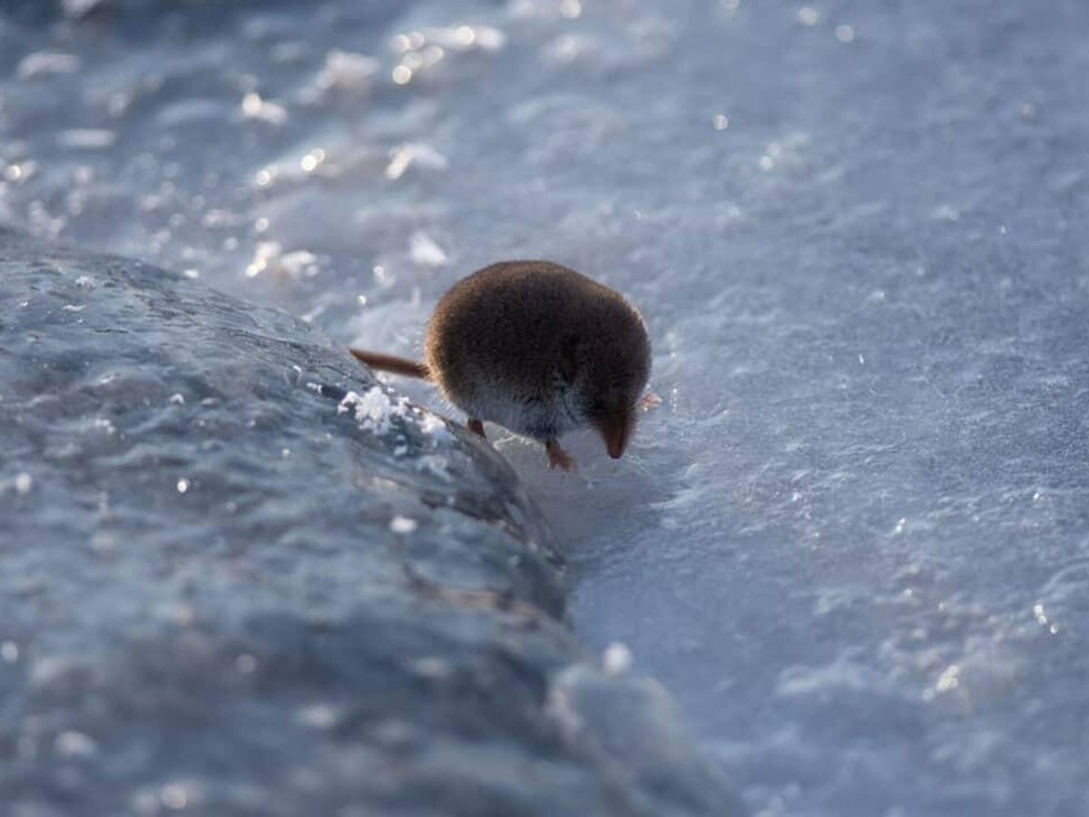 Кроноцкий заповедник бурозубка