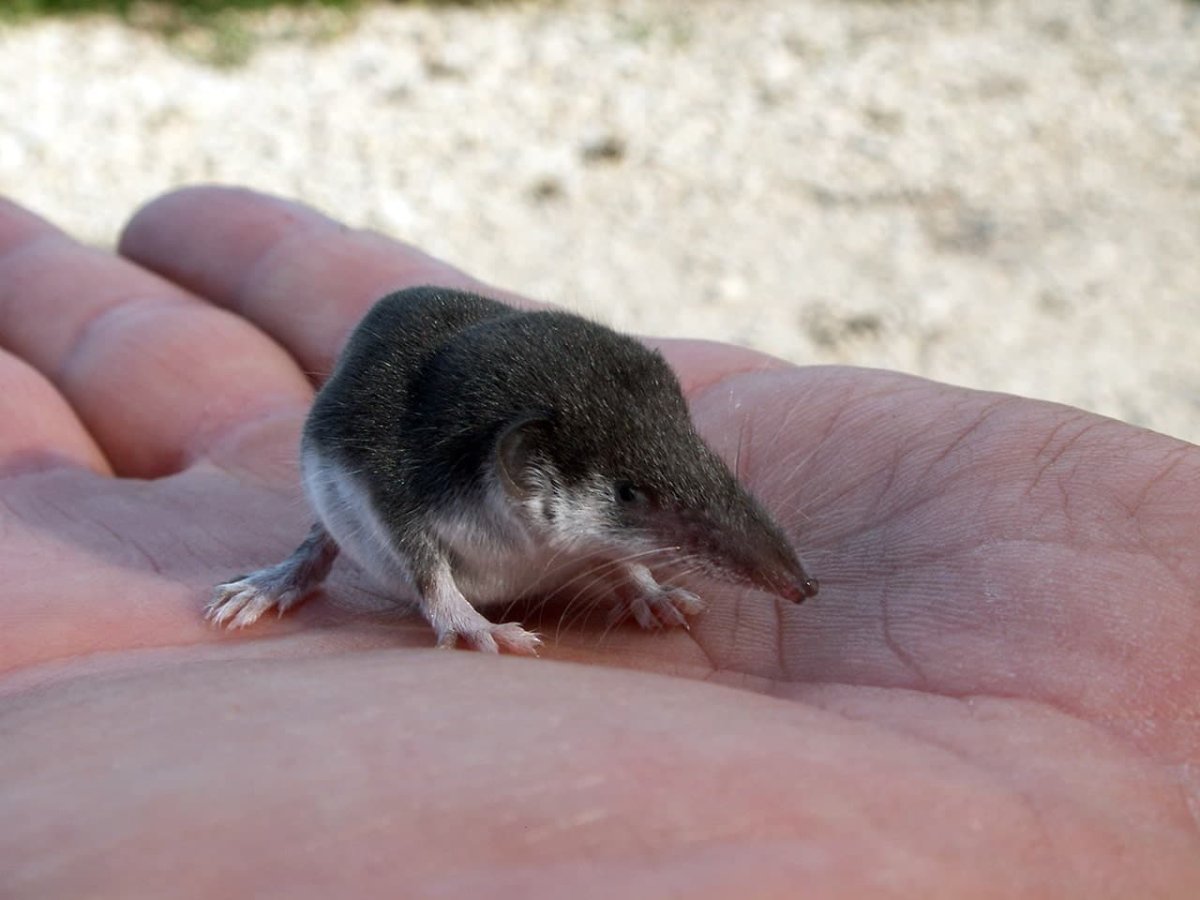 Этрусская бурозубка