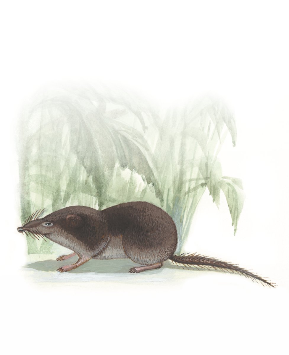 Сибирская белозубка