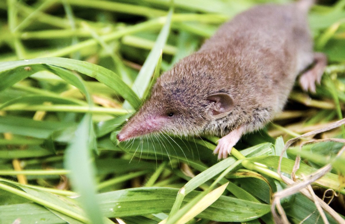 Землеройка бурозубка