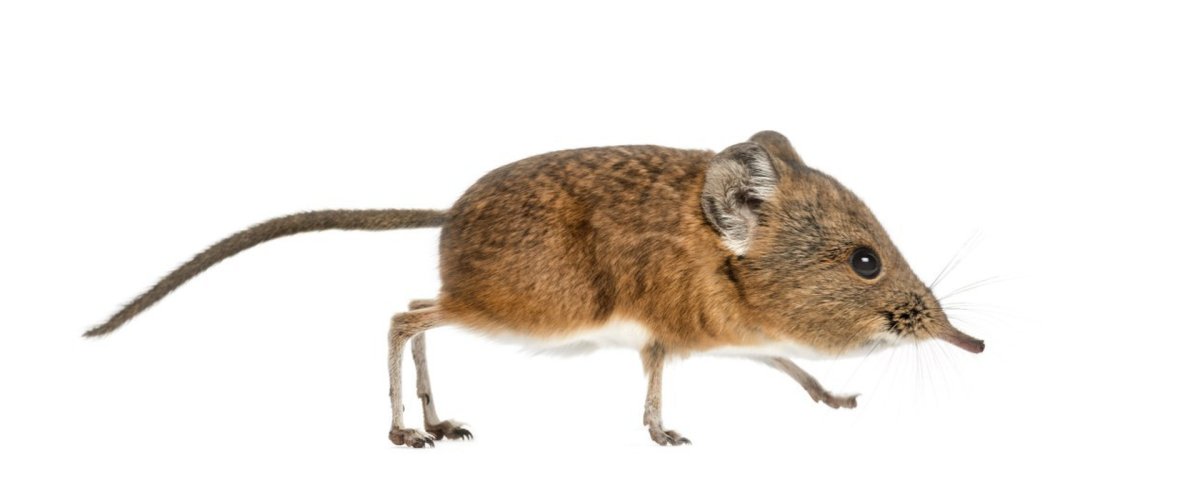 Обыкновенная короткохвостая бурозубка