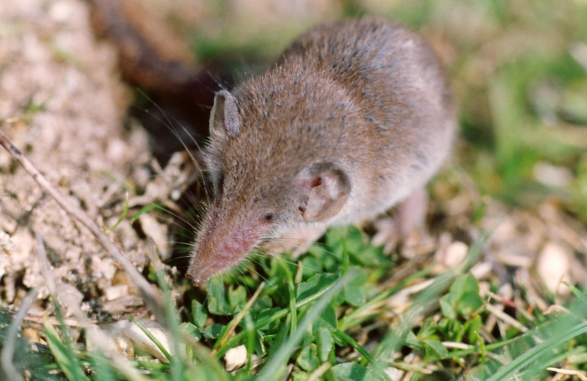 Сибирская белозубка