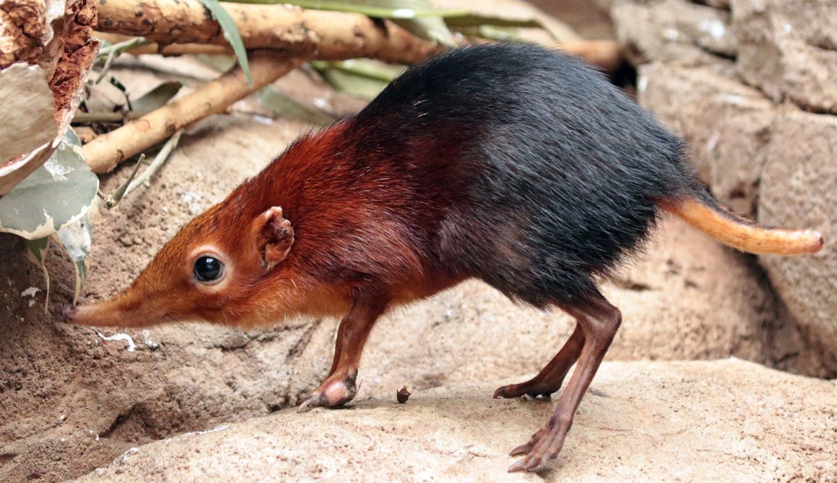 Хоботковая собрчка петермона